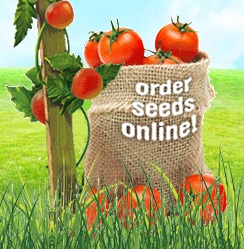 tomato-seeds